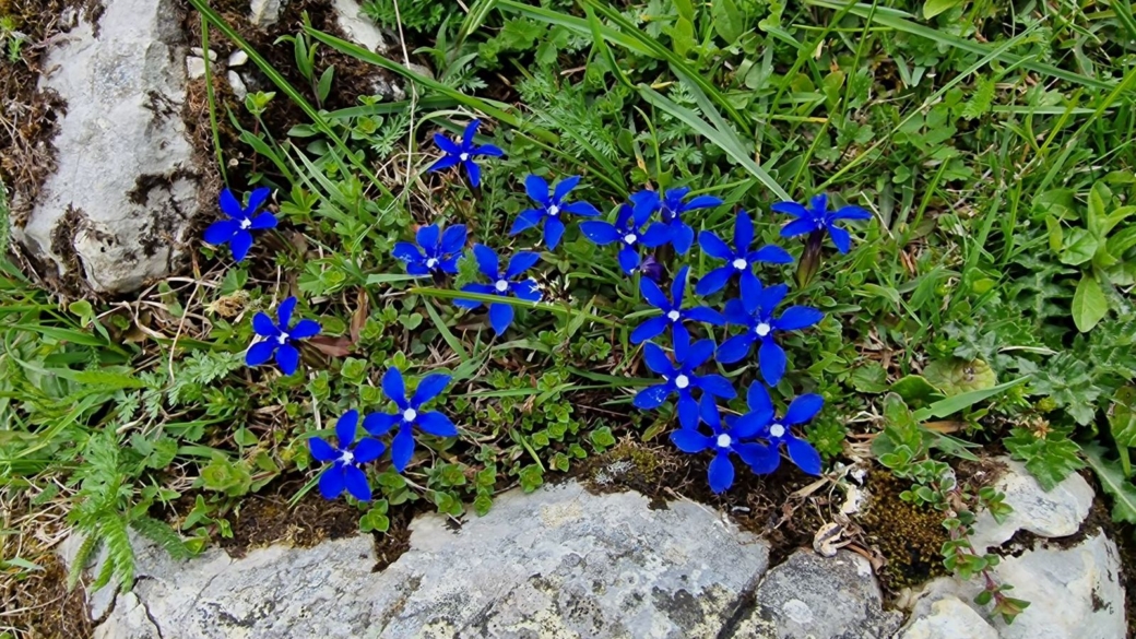 Gentiane Printanière - Gentiana Verna