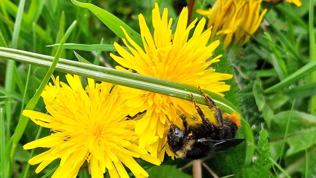 Common Dandelion - Taraxacum Officinale