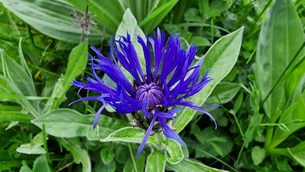 Centaurée des Montagnes - Centaurea Montana