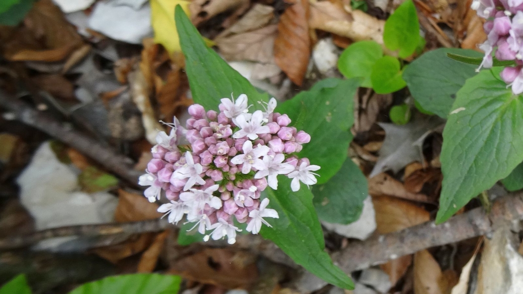 Valériane des Montagnes - Valeriana Montana