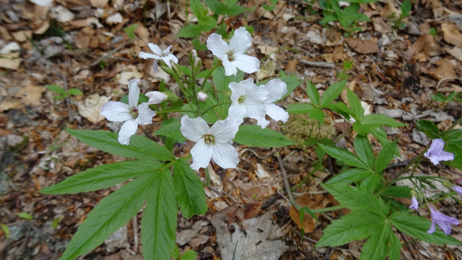 Cardamine à Sept Folioles – Cardamine Heptaphylla