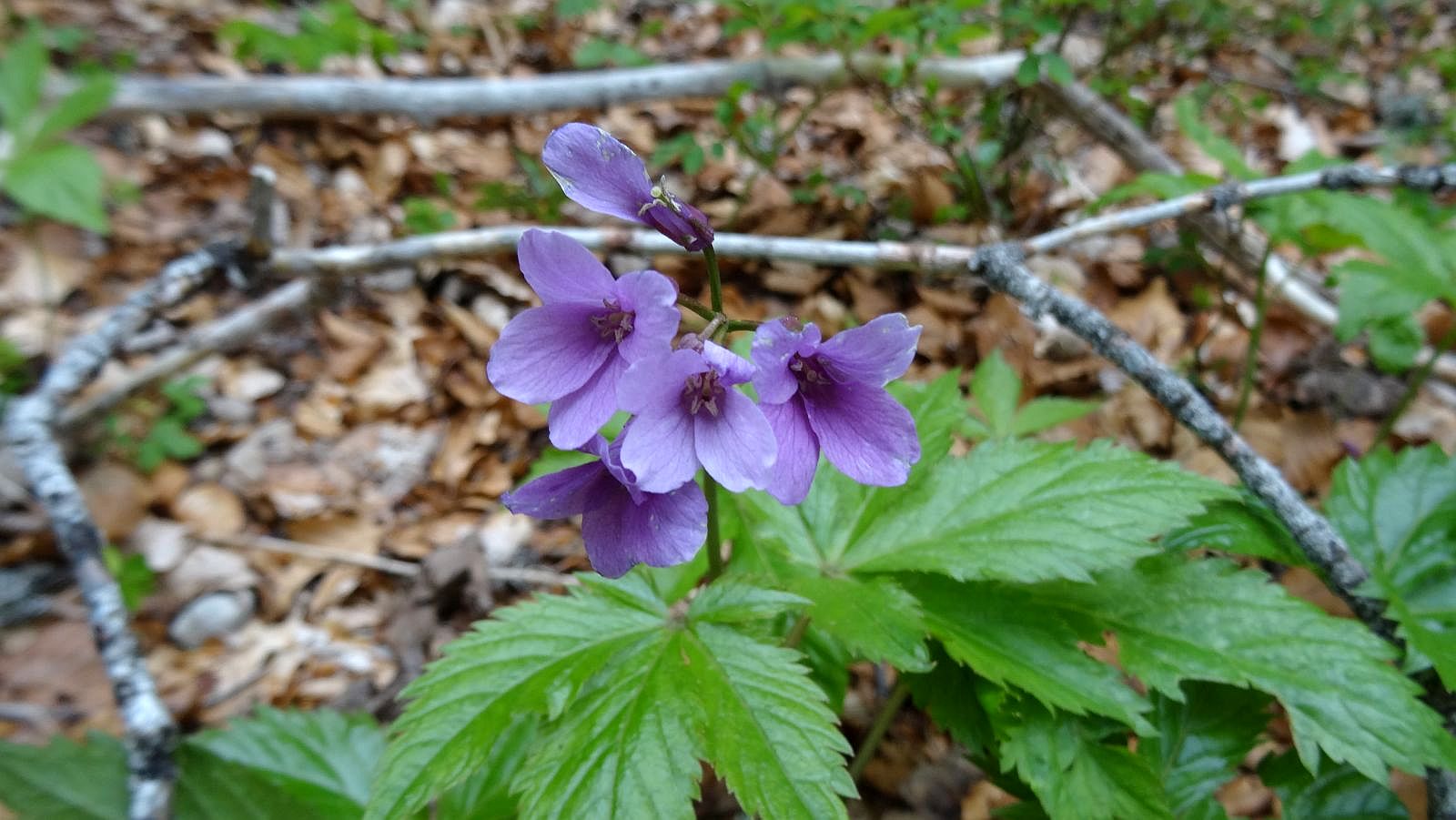 Cardamine à Sept Folioles – Cardamine Heptaphylla