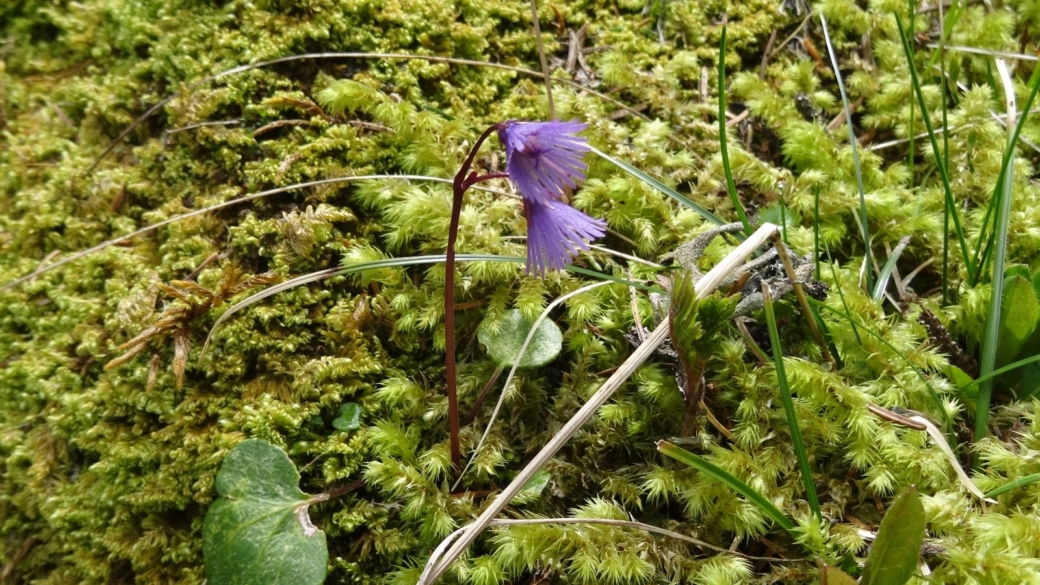 Soldanelle des Alpes - Soldanella Alpina