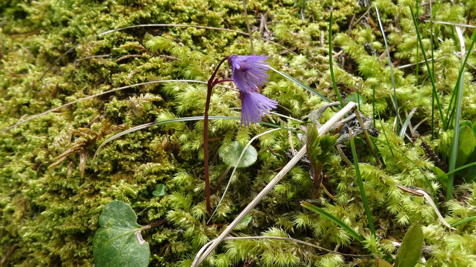 Soldanelle des Alpes – Soldanella Alpina