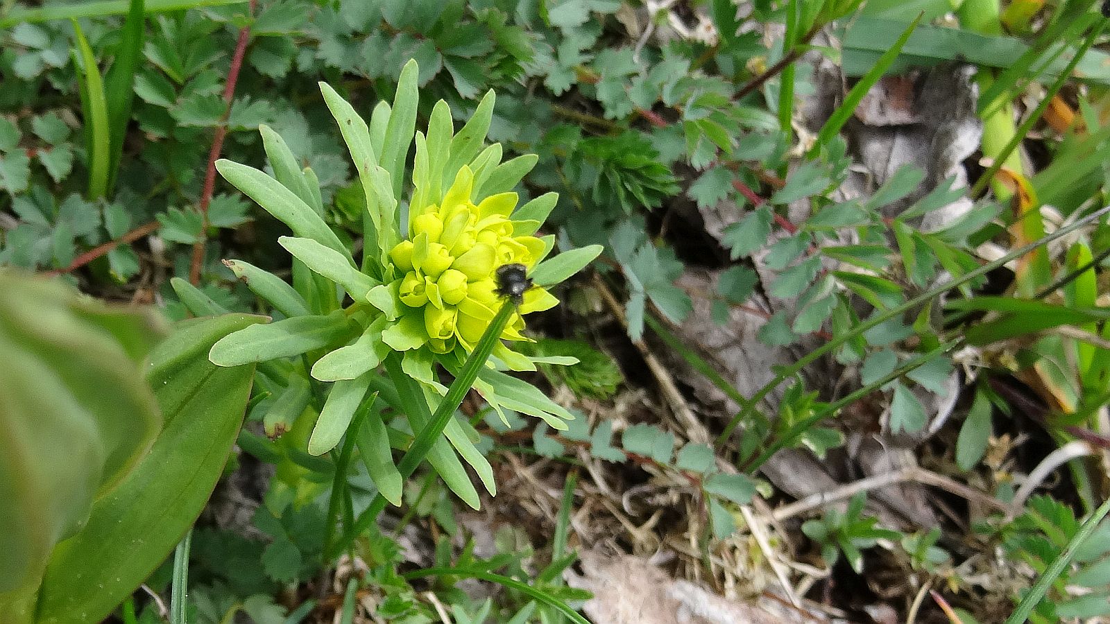 Euphorbe Petit-Cyprès – Euphorbia Cyparissias