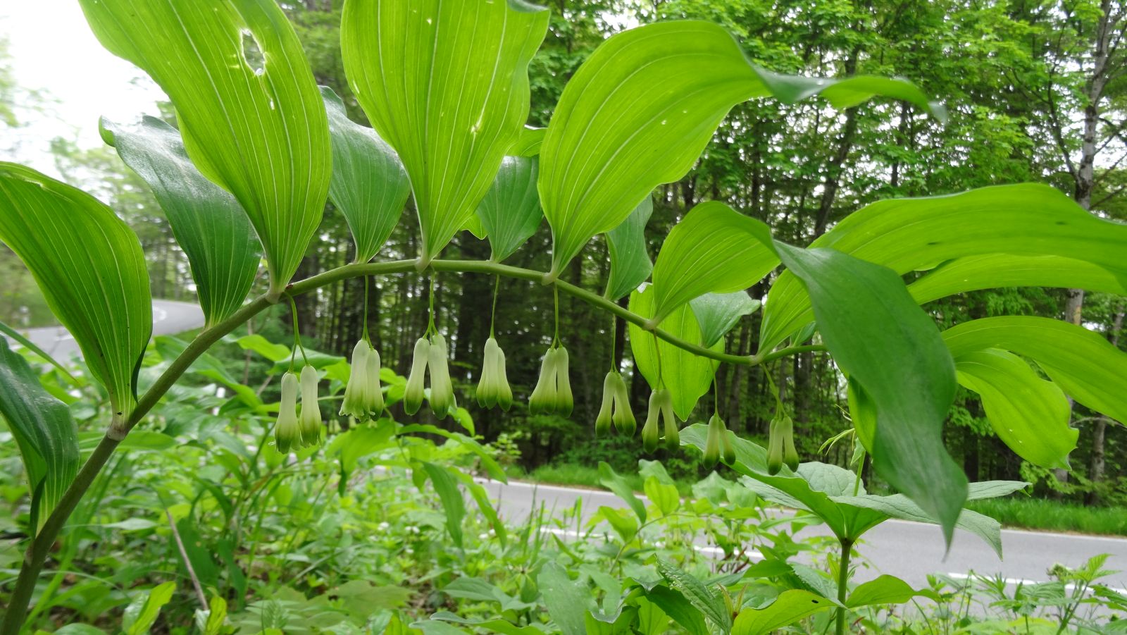 Sceau de Salomon Multiflore – Polygonatum Multiflorum