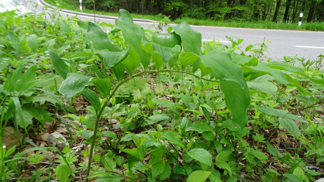 Sceau de Salomon Multiflore - Polygonatum Multiflorum