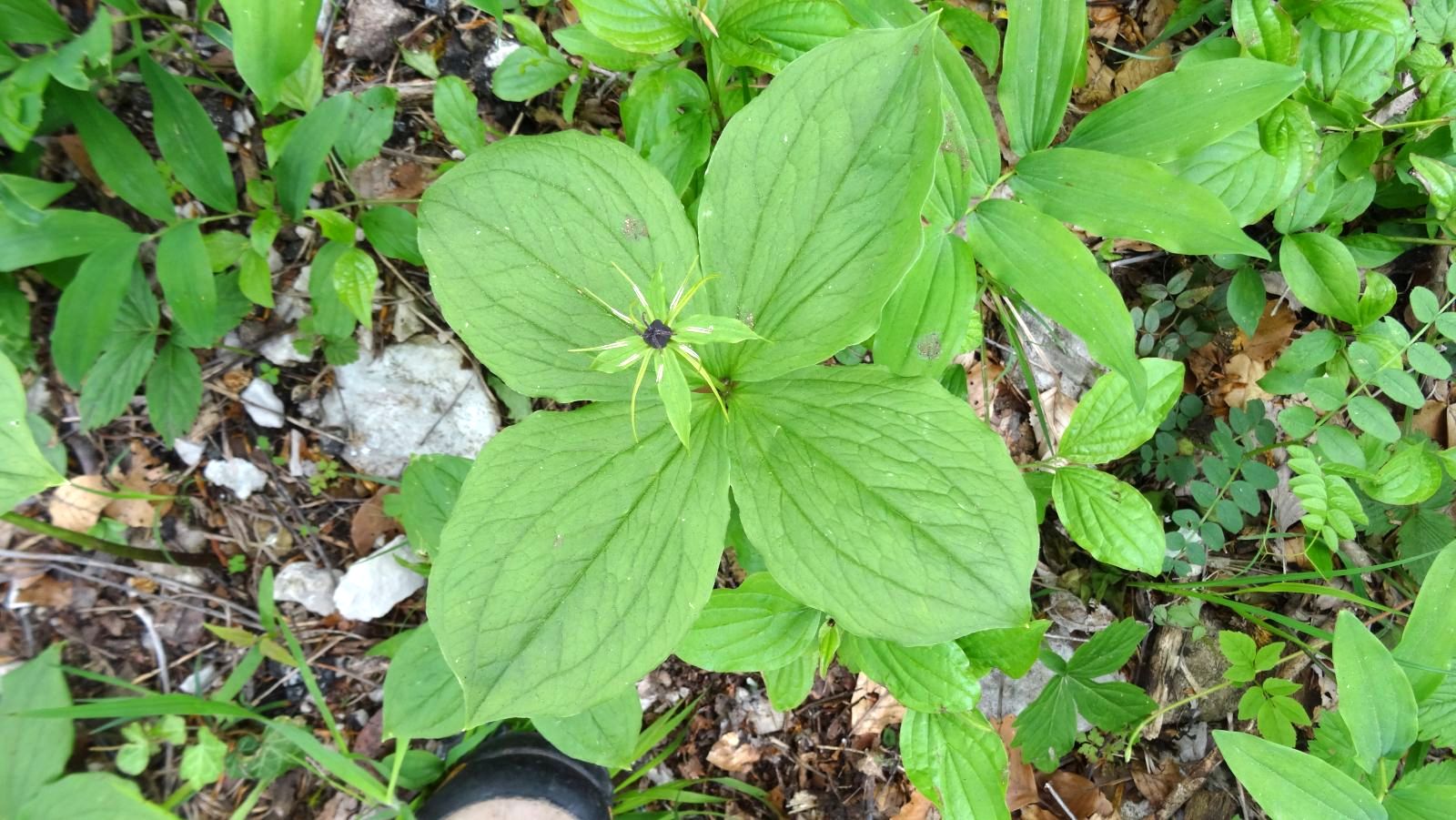 Parisette à quatre Feuilles – Paris Quadrifolia