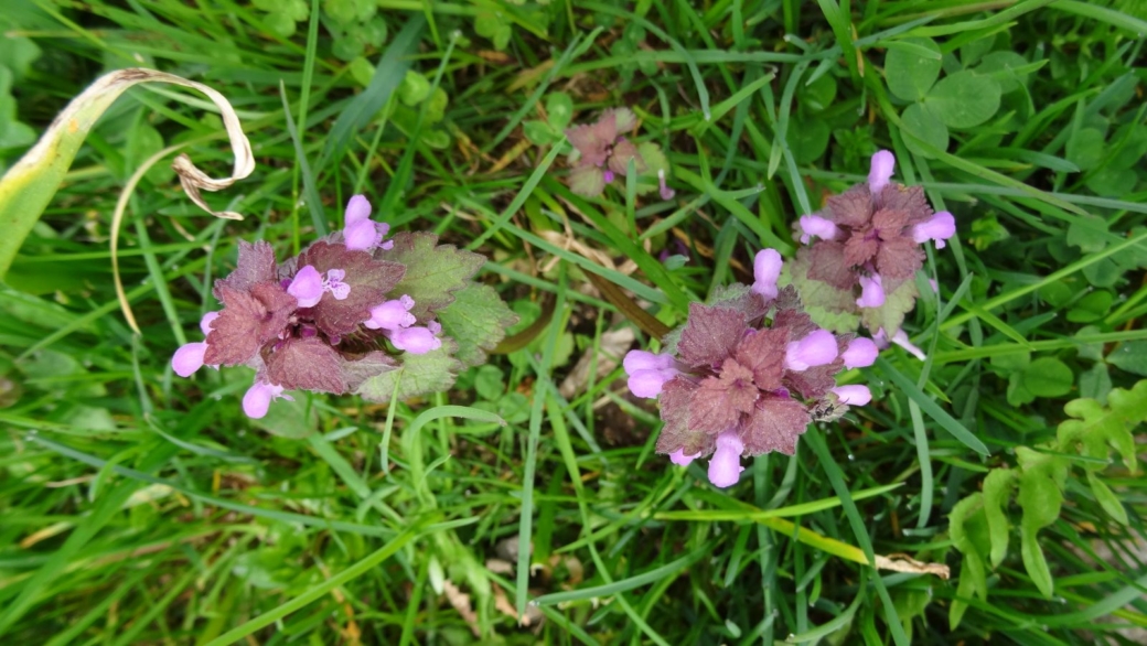 Lamier Pourpre - Lamium Purpureumil