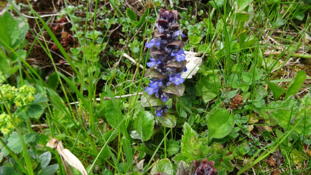 Bugle Rampante - Ajuga Reptans