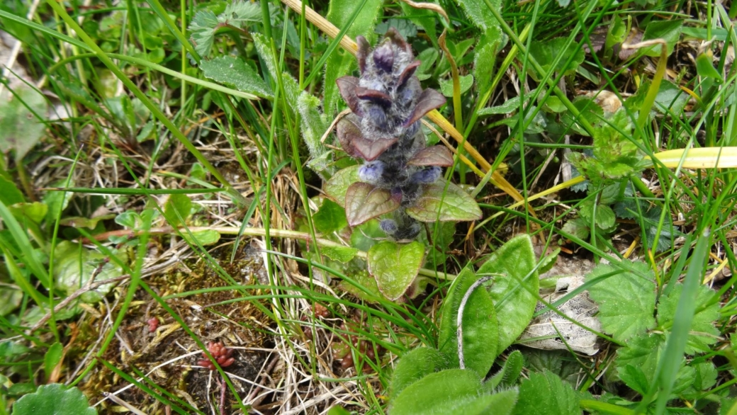 Bugle Rampante - Ajuga Reptans