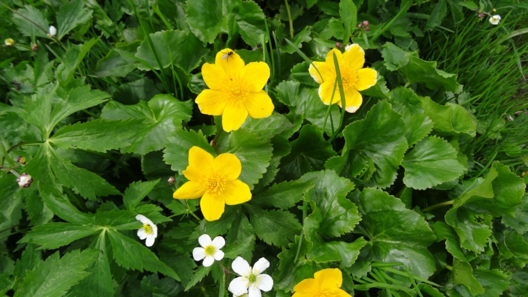 Populage des Marais - Caltha Palustris