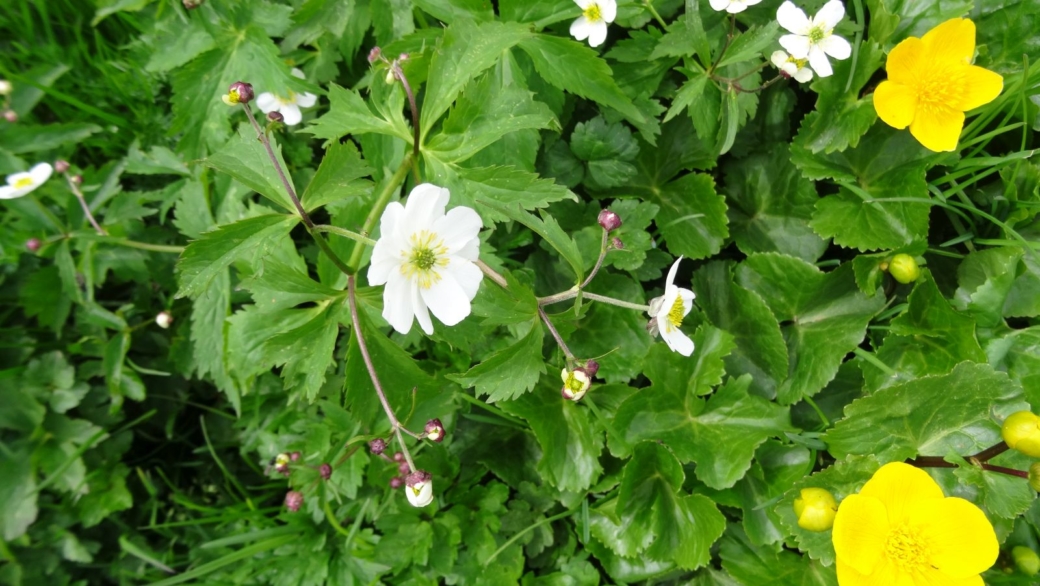 Renoncule étalée - Ranunculus Aconitifolius