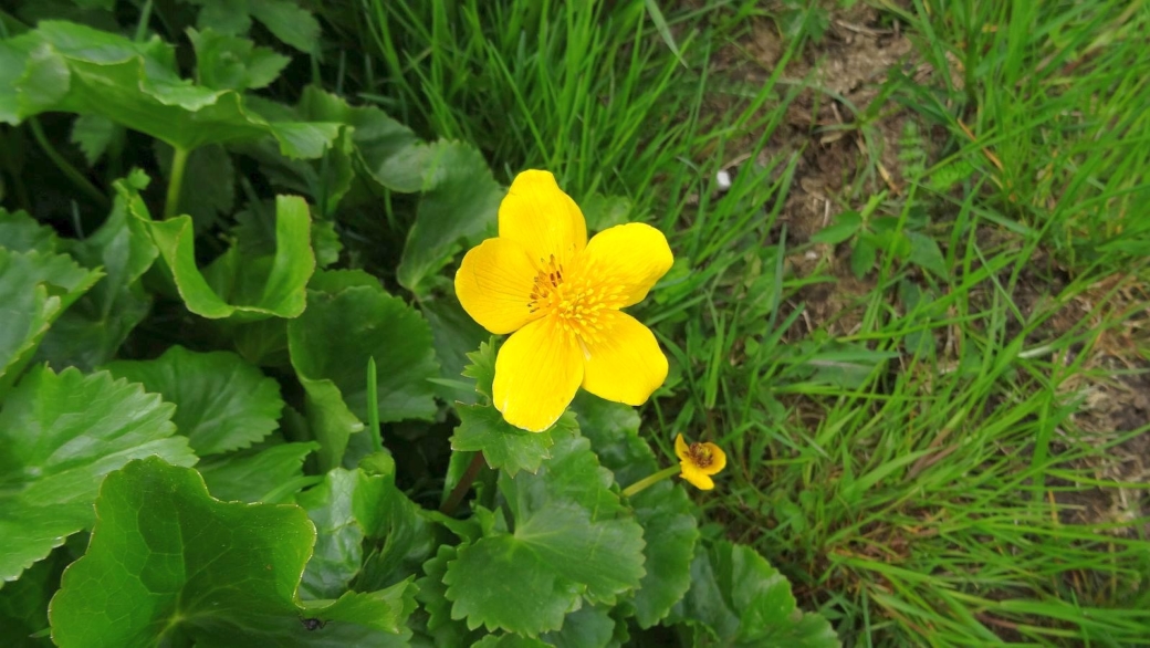 Populage des Marais - Caltha Palustris