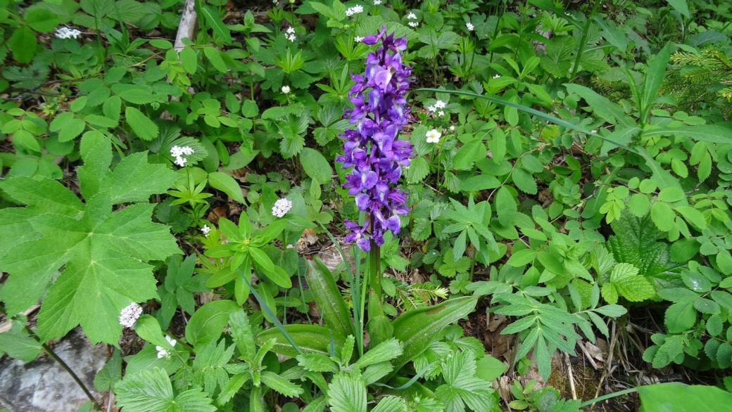 Orchis Mâle - Orchis Mascula