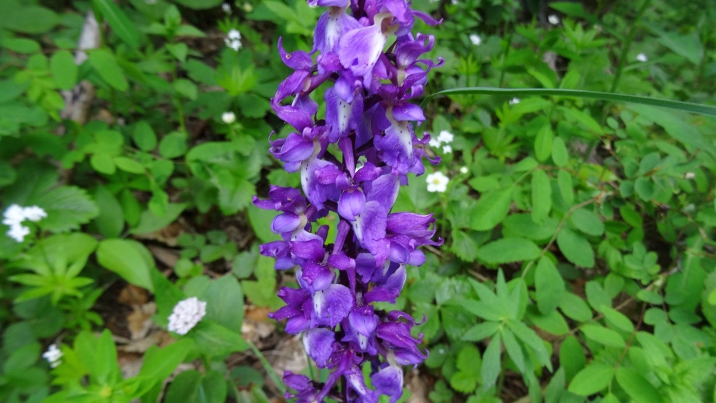 Orchis Mâle - Orchis Mascula