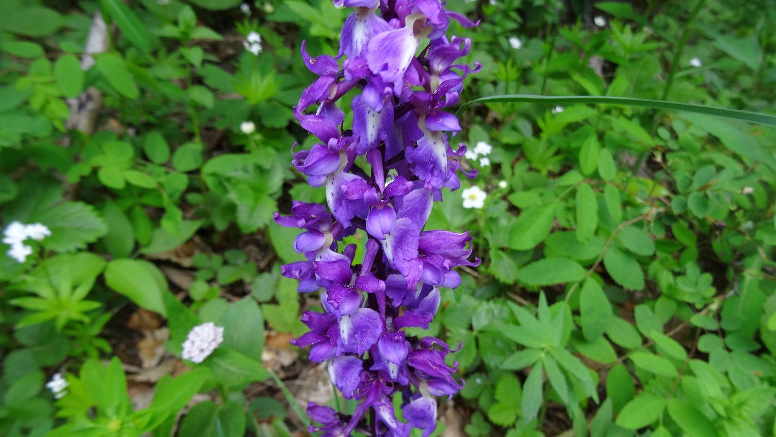Orchis Mâle – Orchis Mascula