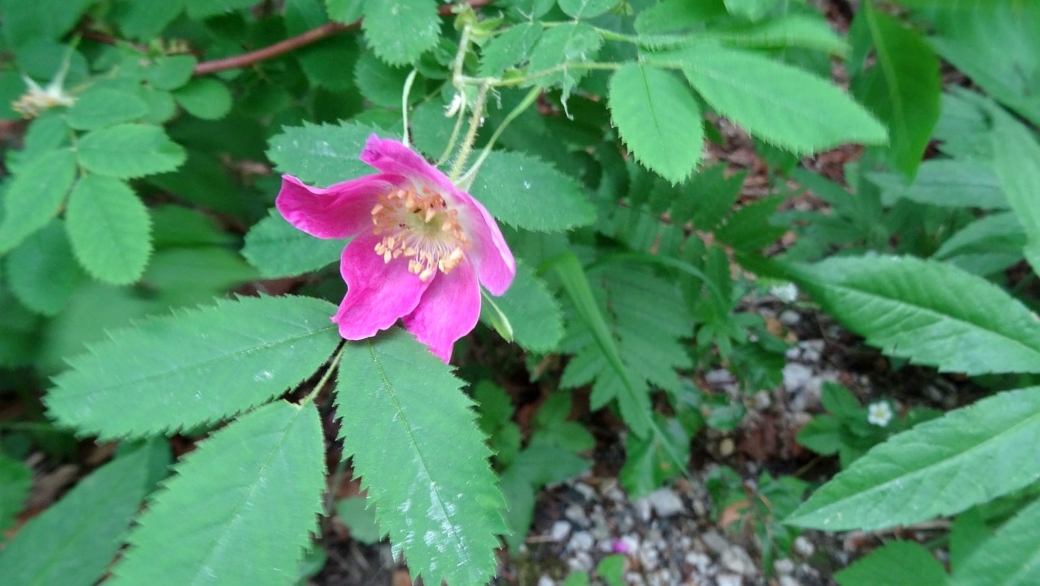 Eglantier - Rosa Canina