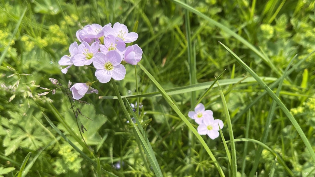 Cardamine des Prés - Cardamine Pratensis