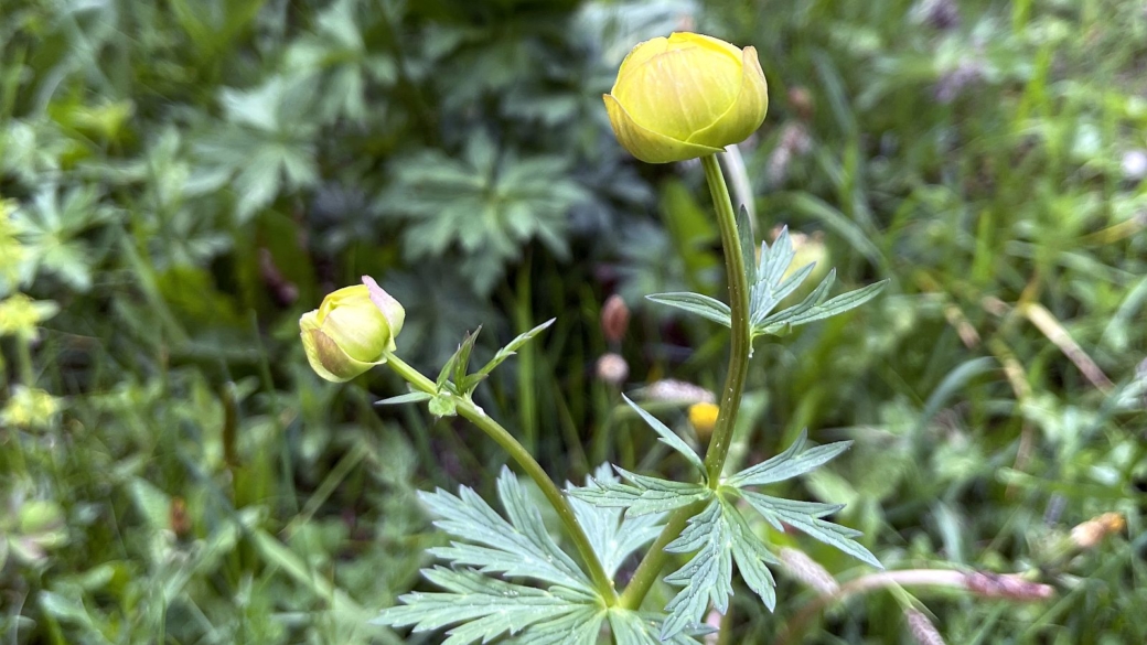 Trolle d'Europe - Trollius Europaeus