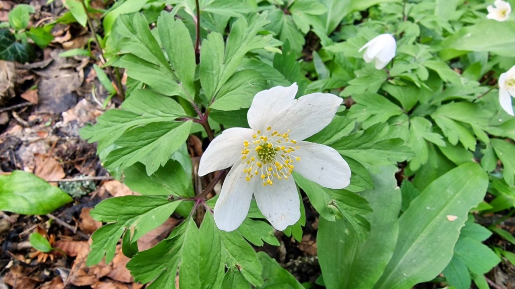 Anémone des Bois - Anemone Nemorosa