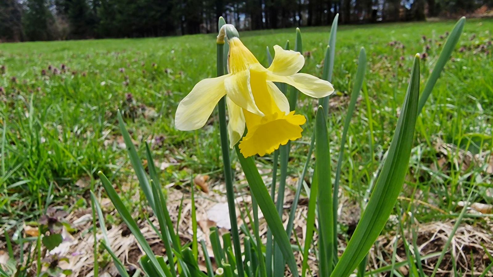 Jonquille – Narcissus Jonquilla