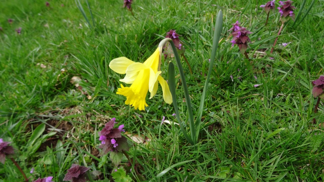 Jonquille - Narcissus Jonquilla