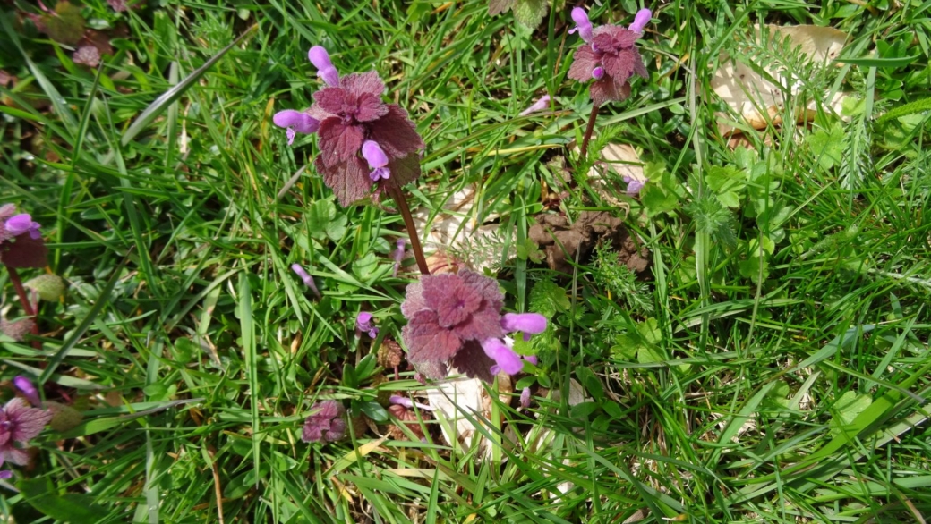 Lamier Pourpre - Lamium Purpureumil