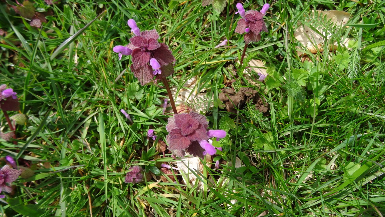 Lamier Pourpre – Lamium Purpureumil