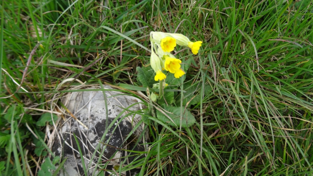 Primevère Officinale - Primula Veris