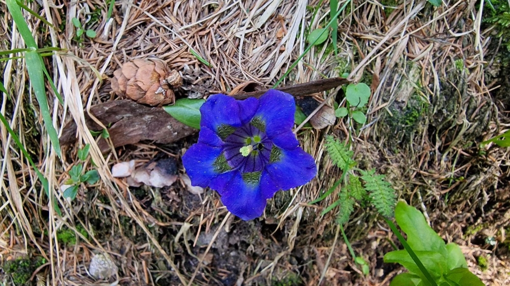 Gentiane Acaule - Gentiana Acaulis