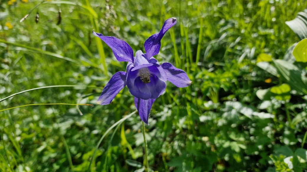 Ancolie des Alpes - Aquilegia Alpina