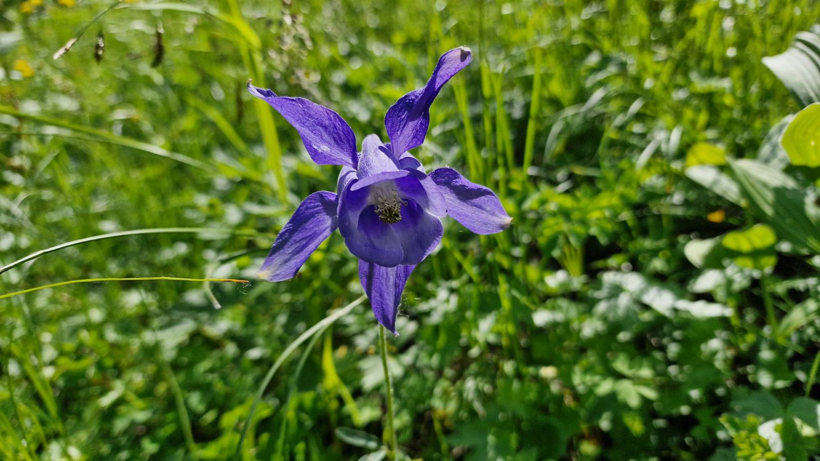 Ancolie des Alpes – Aquilegia Alpina