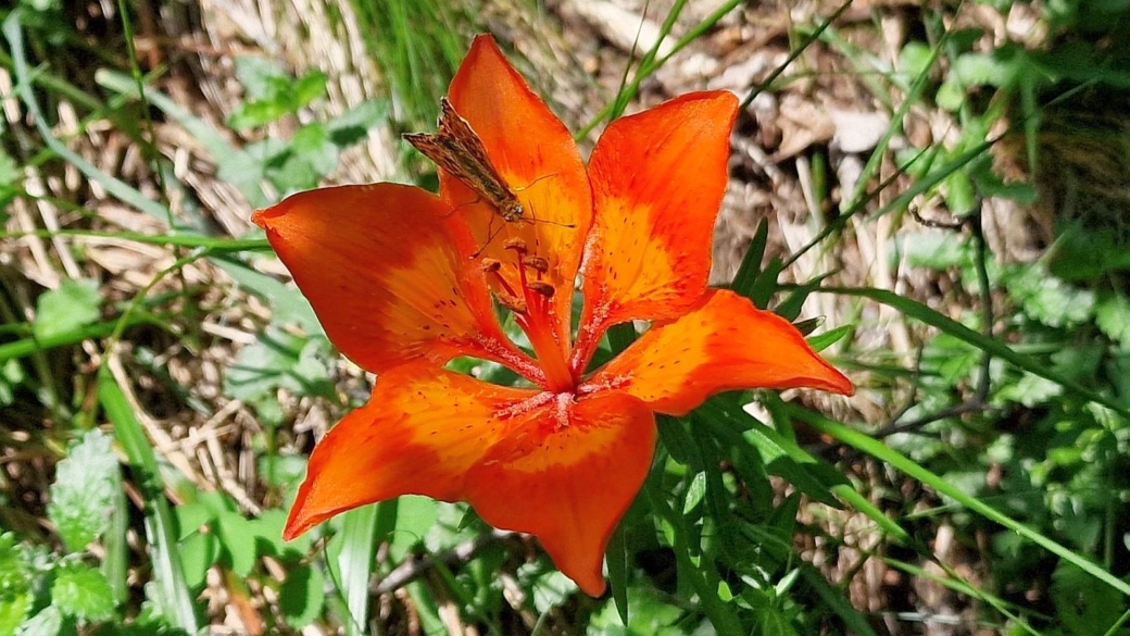 Lis Safrané - Lilium Bulbiferum