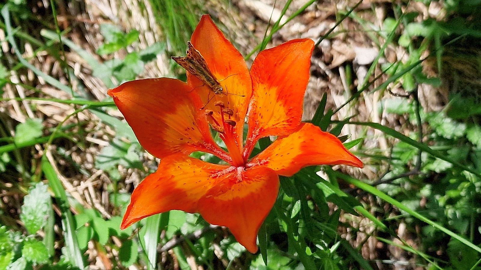 Lis Safrané – Lilium Bulbiferum