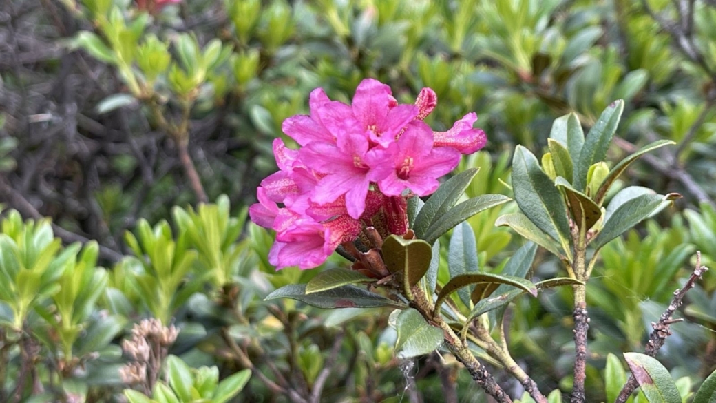 Rhododendron Ferrugineux - Rhododendron Ferrugineum