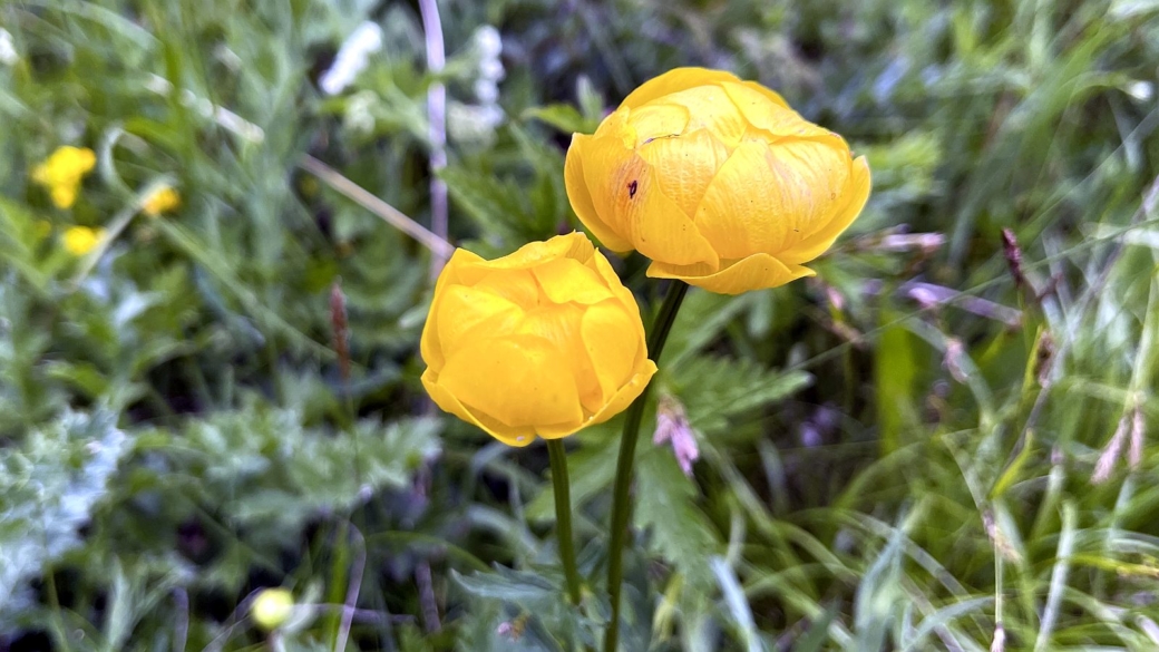 Trolle d'Europe - Trollius Europaeus