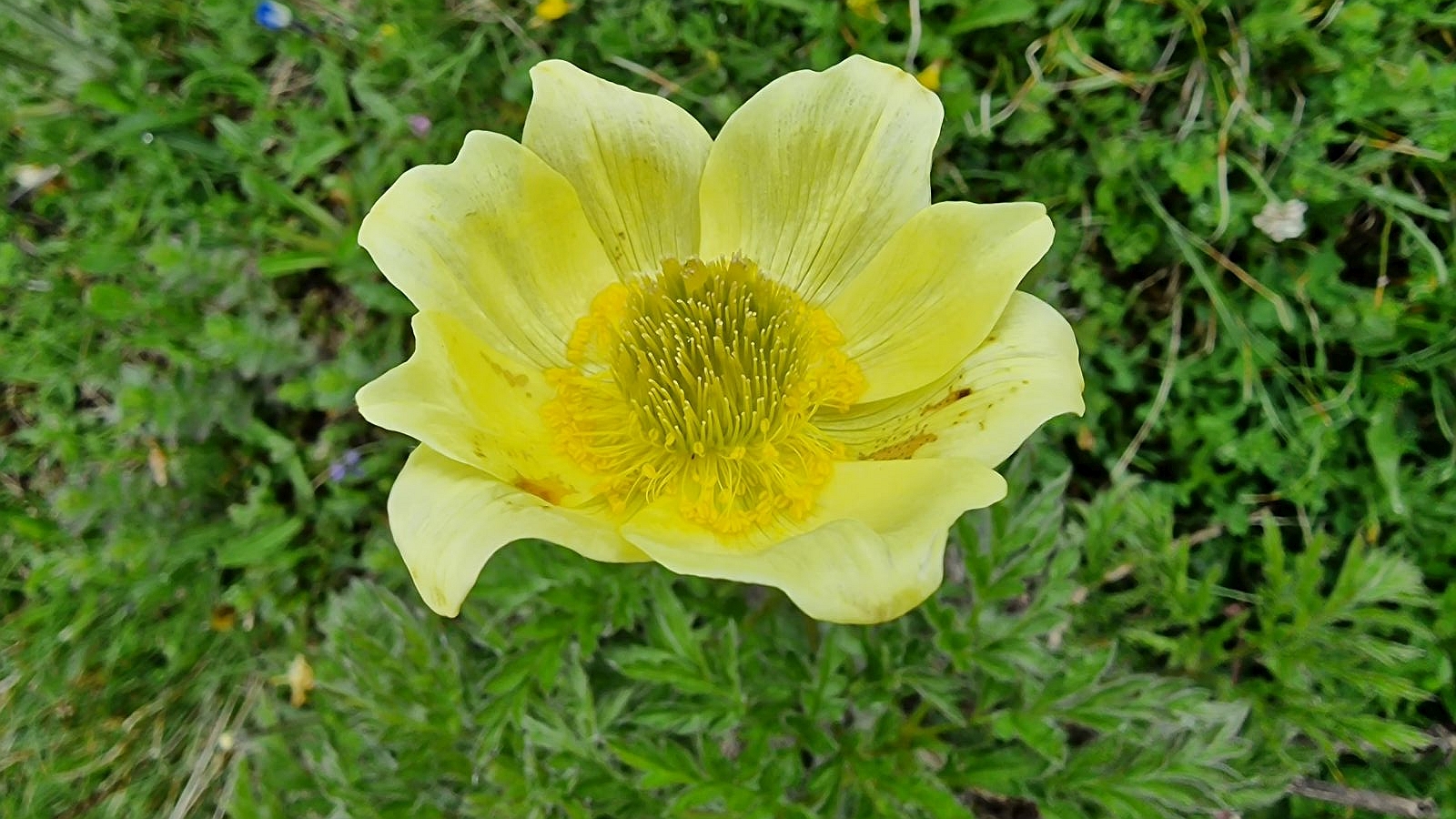 Pulsatille soufrée – Pulsatilla Alpina subsp. apiifolia