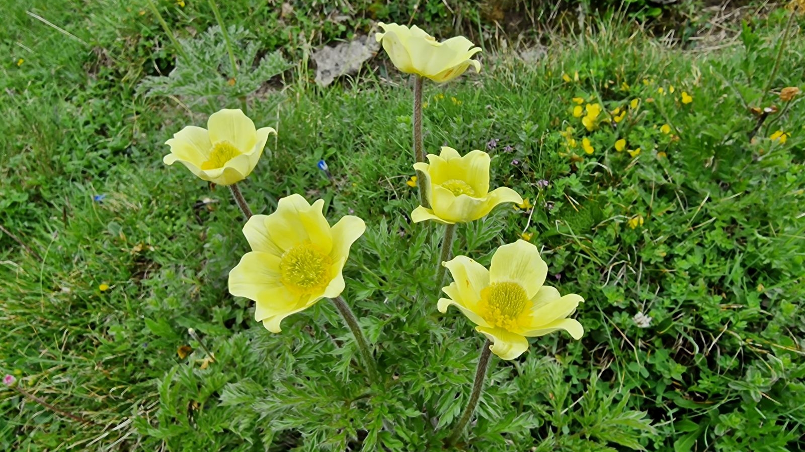Pulsatille soufrée – Pulsatilla Alpina subsp. apiifolia