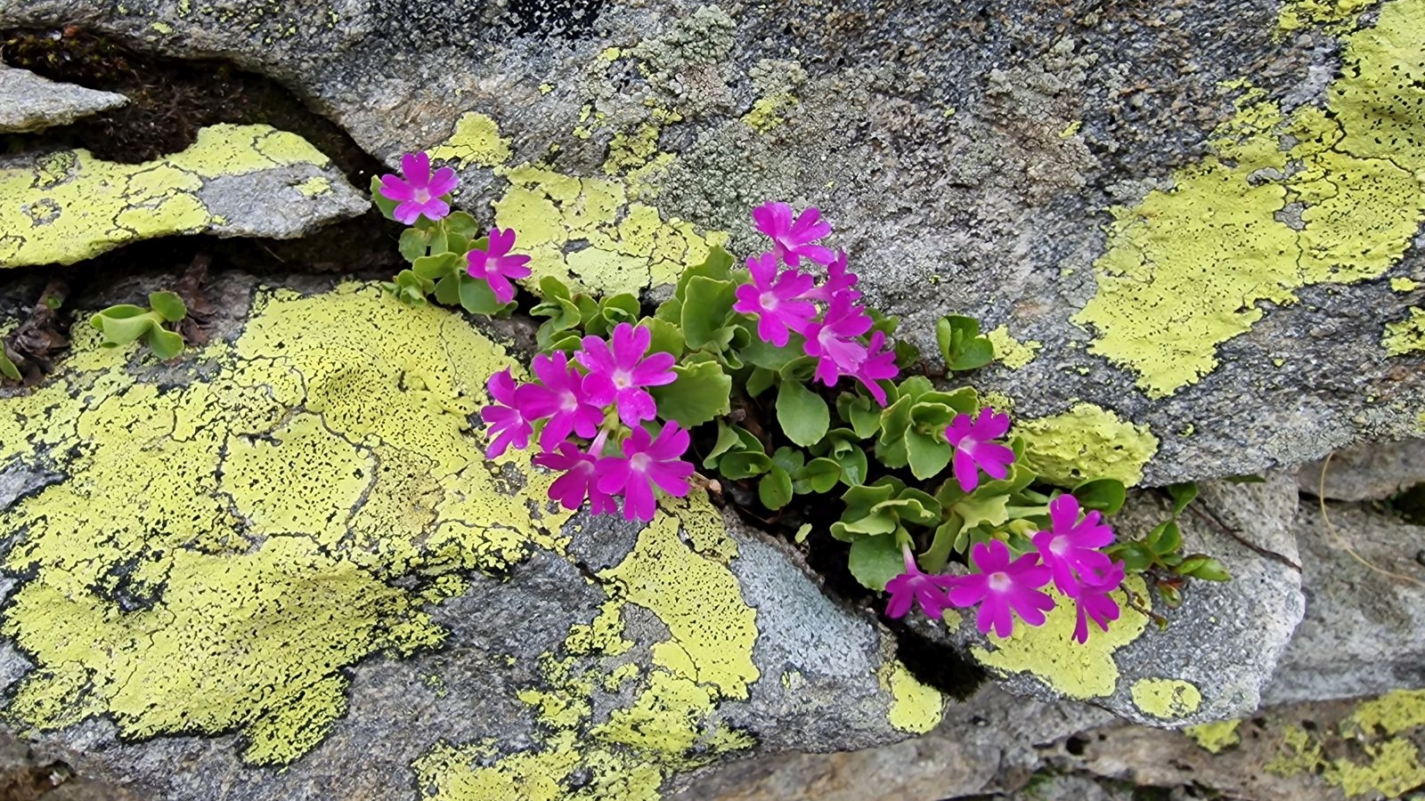 Primevère à Gorge blanche – Primula Hirsuta