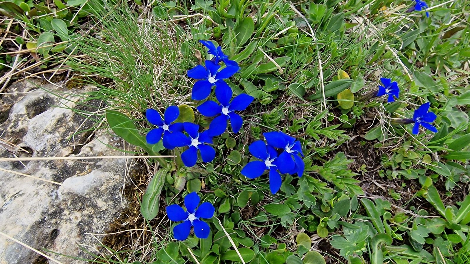 Gentiane Printanière – Gentiana Verna