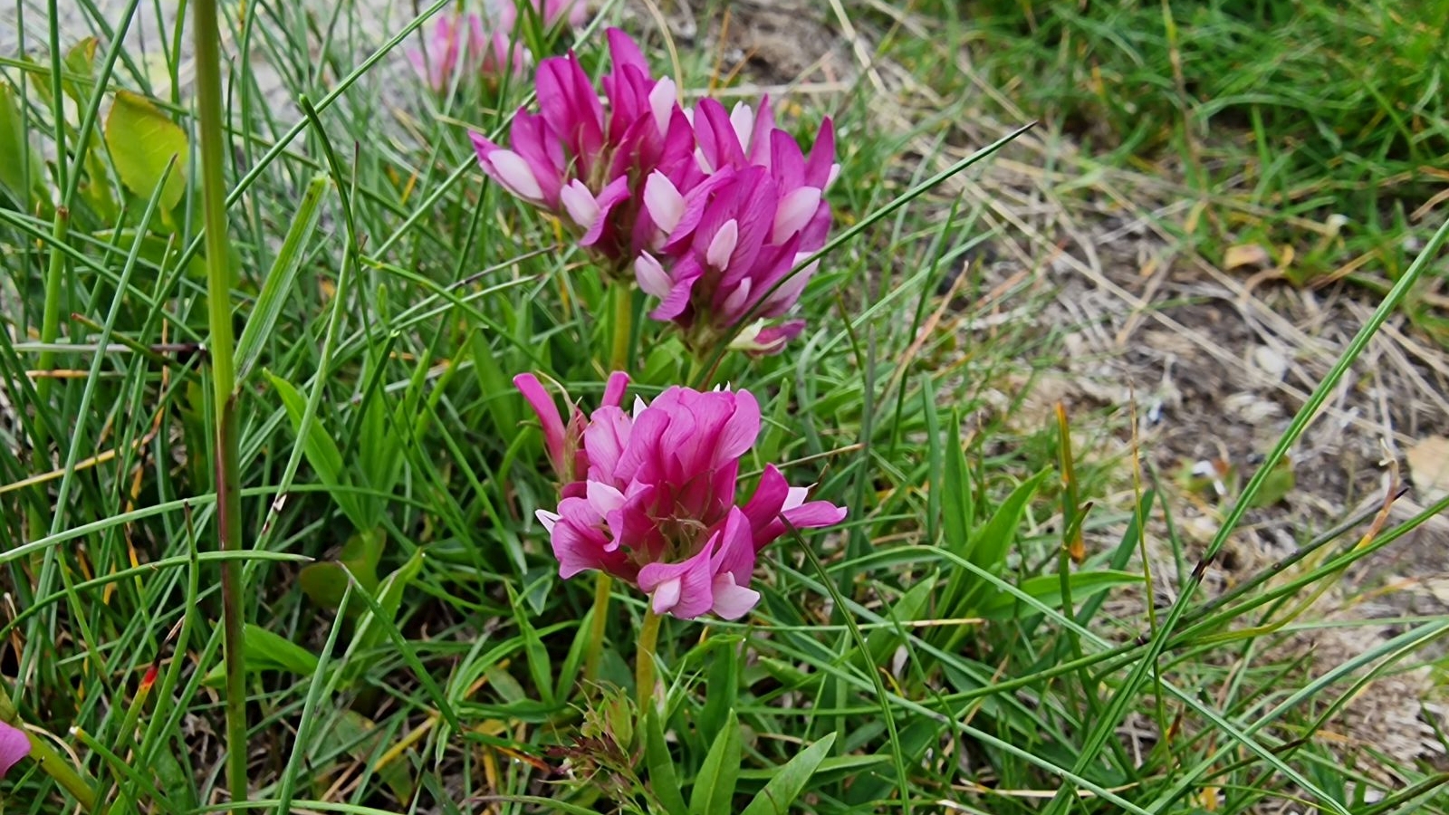 Trèfle Alpin – Trifolium Alpinum