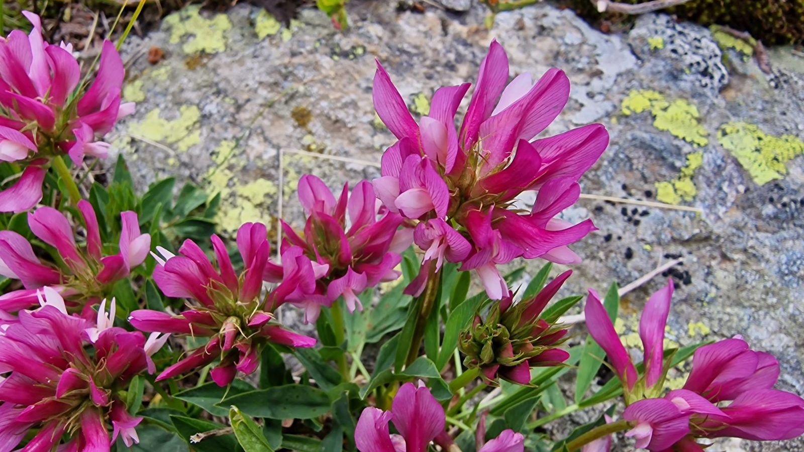 Trèfle Alpin – Trifolium Alpinum
