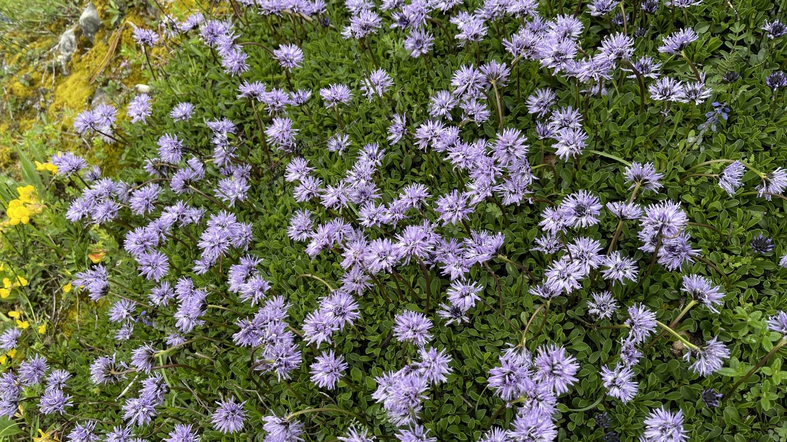 Globulaire à Feuilles en cœur – Globularia Cordifolia