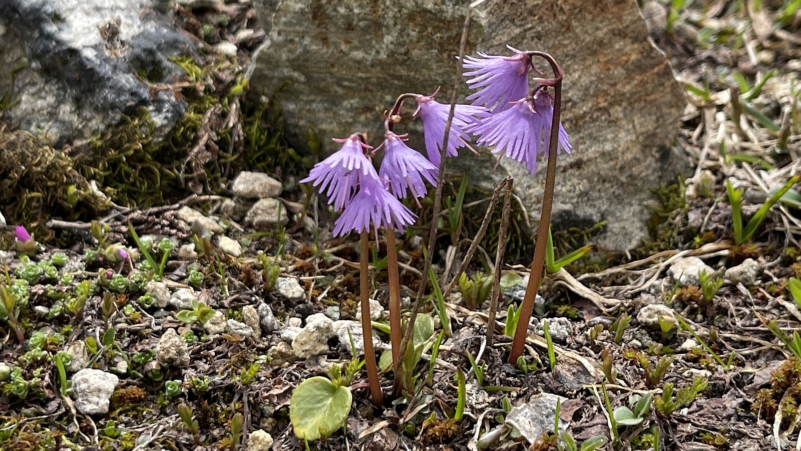 Soldanelle des Alpes – Soldanella Alpina