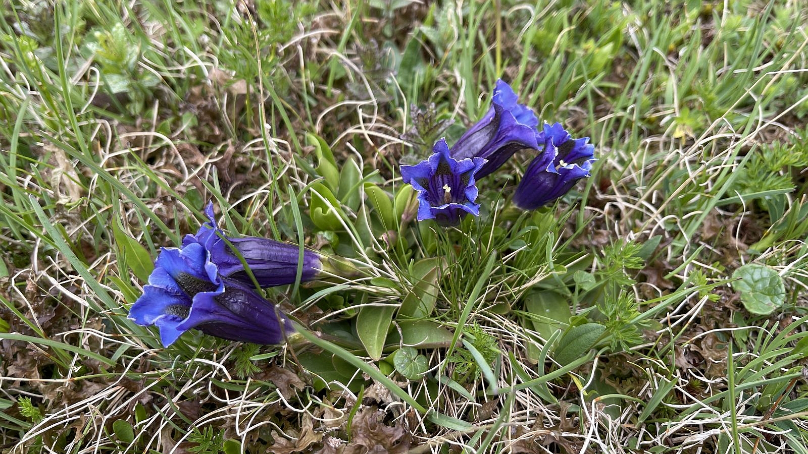 Gentiane Acaule – Gentiana Acaulis