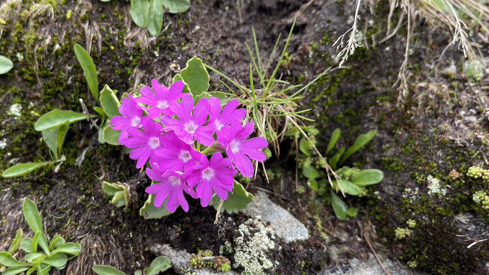Primevère à Gorge blanche – Primula Hirsuta