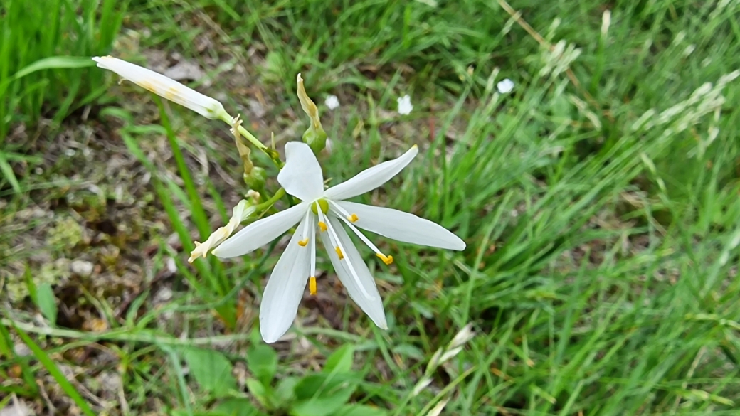 Anthéric à Fleurs de lis - Anthericum Liliago