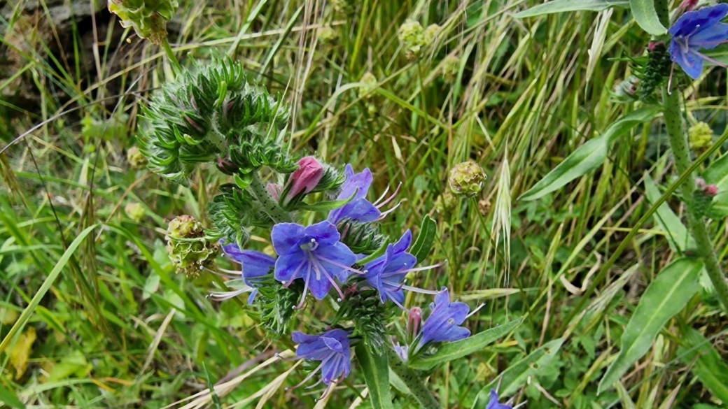 Vipérine Commune - Echium Vulgare