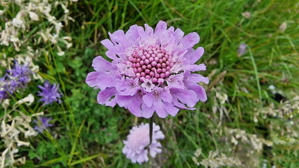 Scabieuse - Scabiosa 